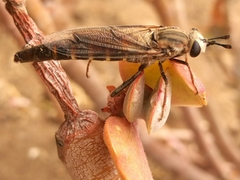 Afroleptomydas
