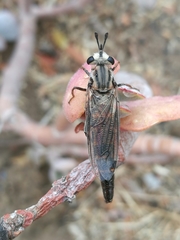 Afroleptomydas