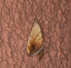 Evergestis consimilis