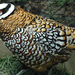 Reeves's Pheasant - Photo (c) James St. John, some rights reserved (CC BY)