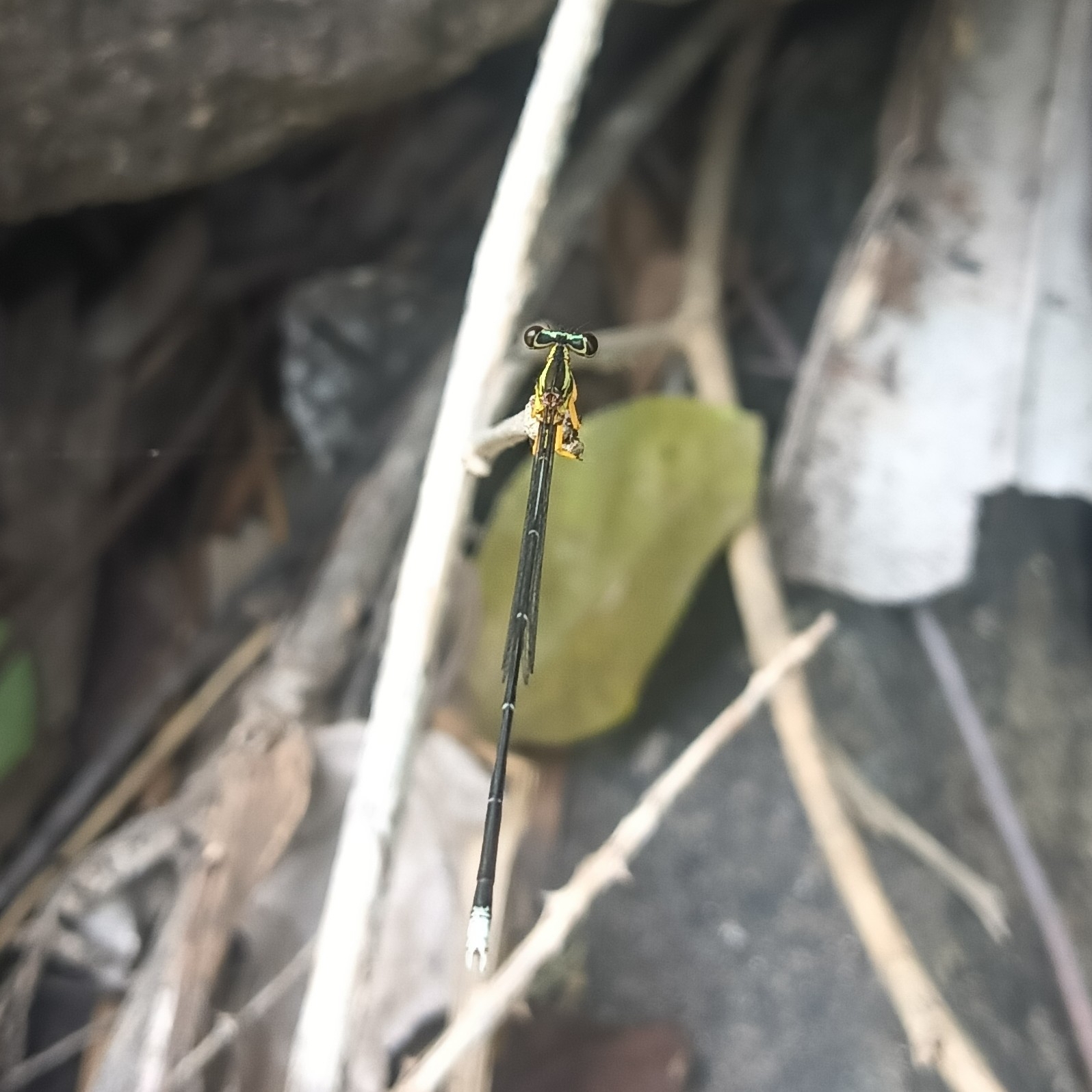 Blue Featherleg