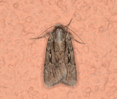 Protogygia elevata
