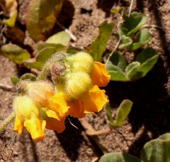 Hermannia decumbens
