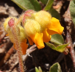 Hermannia decumbens
