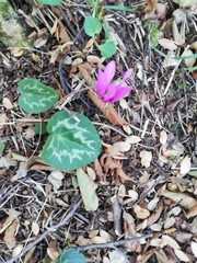 Cyclamen purpurascens
