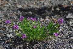 Oxytropis borealis