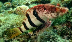 Hypoplectrodes nigroruber