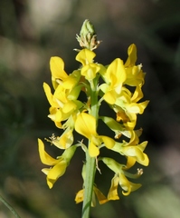 Lebeckia gracilis