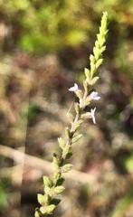 Verbena scabra