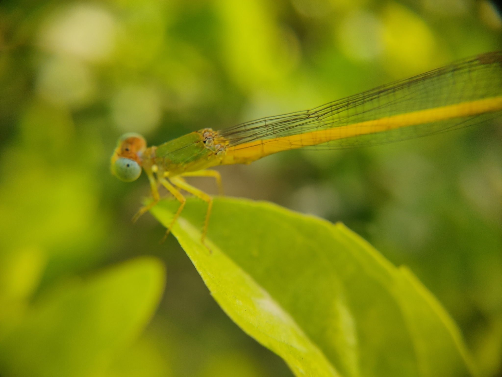 Coromandel Marsh Dart