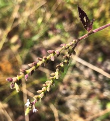 Verbena scabra
