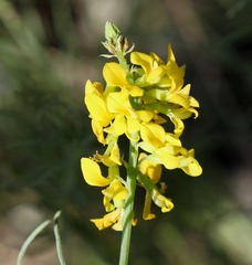 Lebeckia gracilis