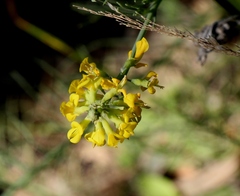 Lebeckia gracilis