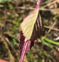 Verbena scabra