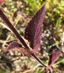 Verbena scabra