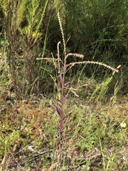 Verbena scabra