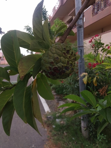 Annona squamosa