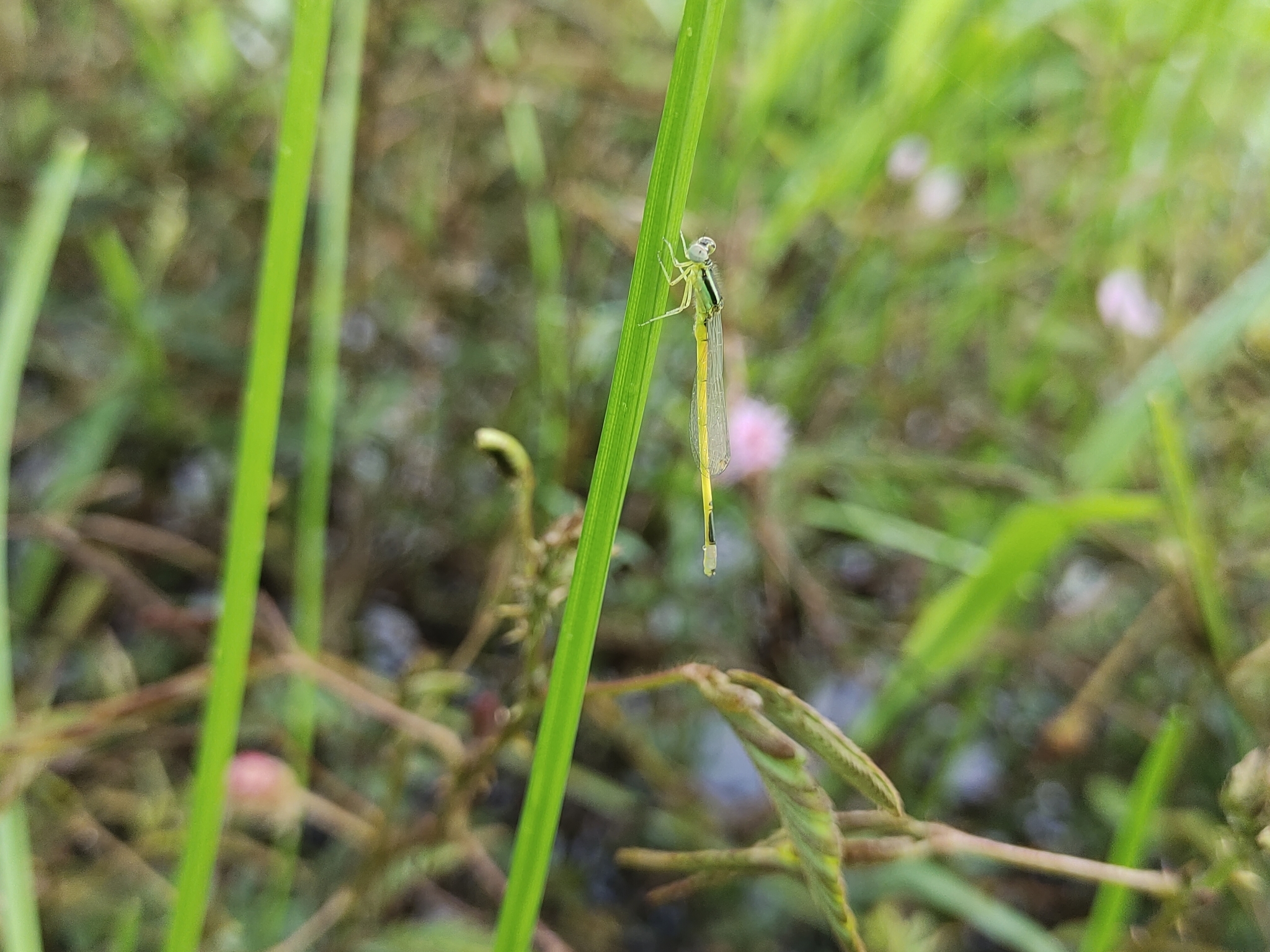 Golden Bluetail