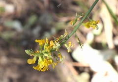 Lebeckia gracilis