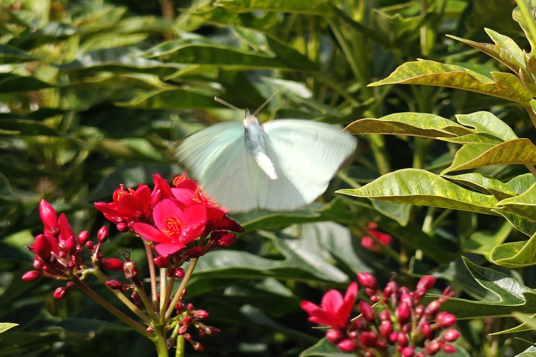 Mottled Emigrant
