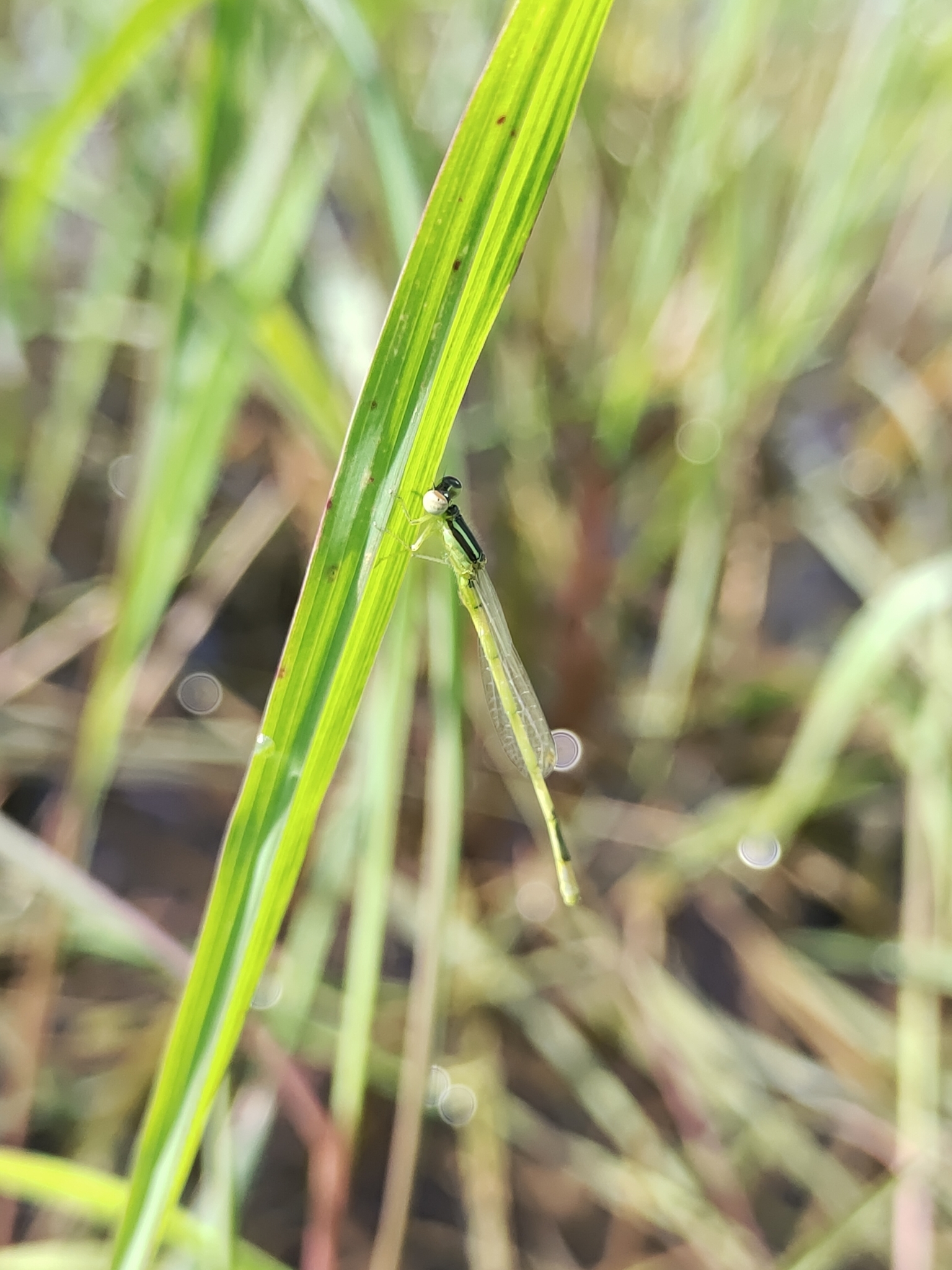 Golden Bluetail