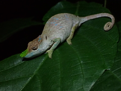 Matschie's Dwarf Chameleon photo 1