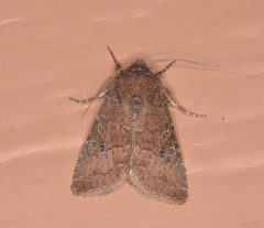 Protorthodes rufula