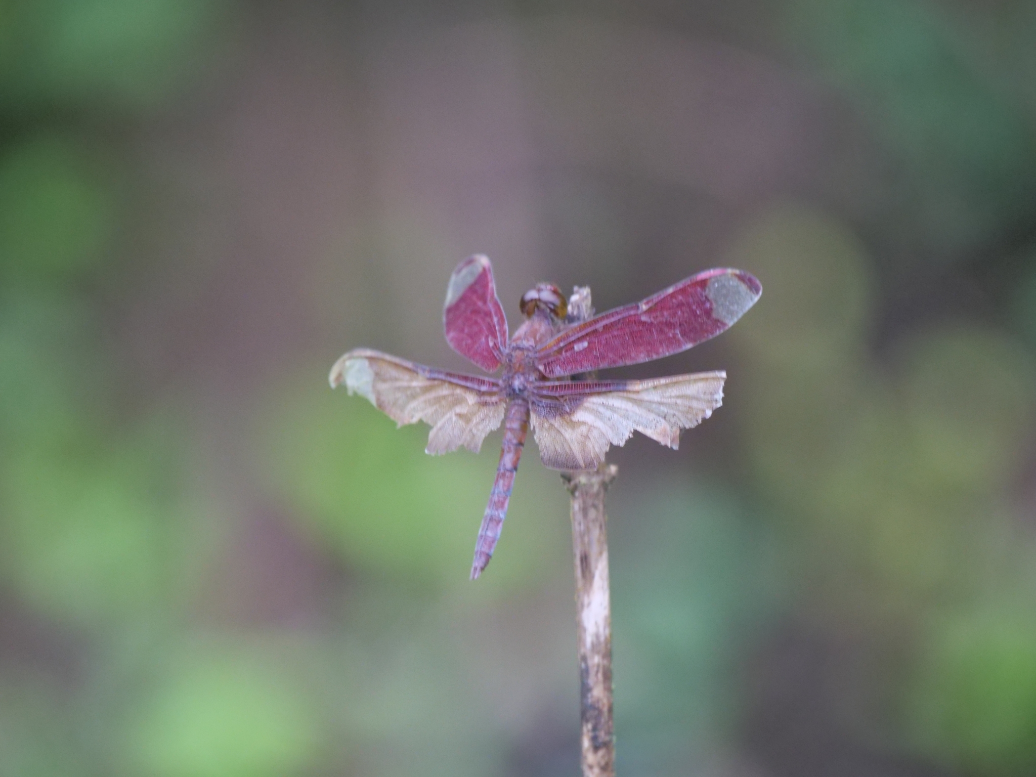 Fulvous Forest Skimmer