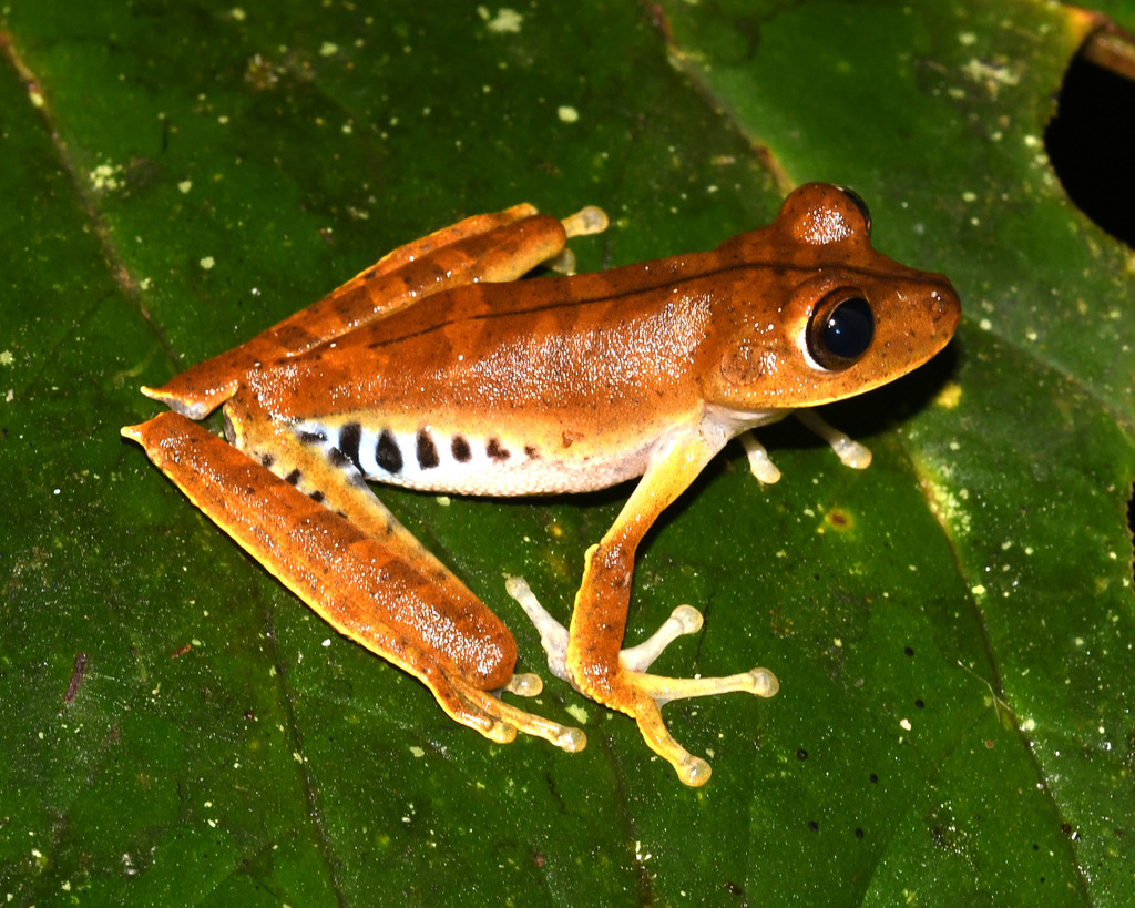 Gunther's Banded Treefrog
