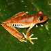 Günther's Banded Tree Frog - Photo (c) Roger Rittmaster, some rights reserved (CC BY-NC), uploaded by Roger Rittmaster