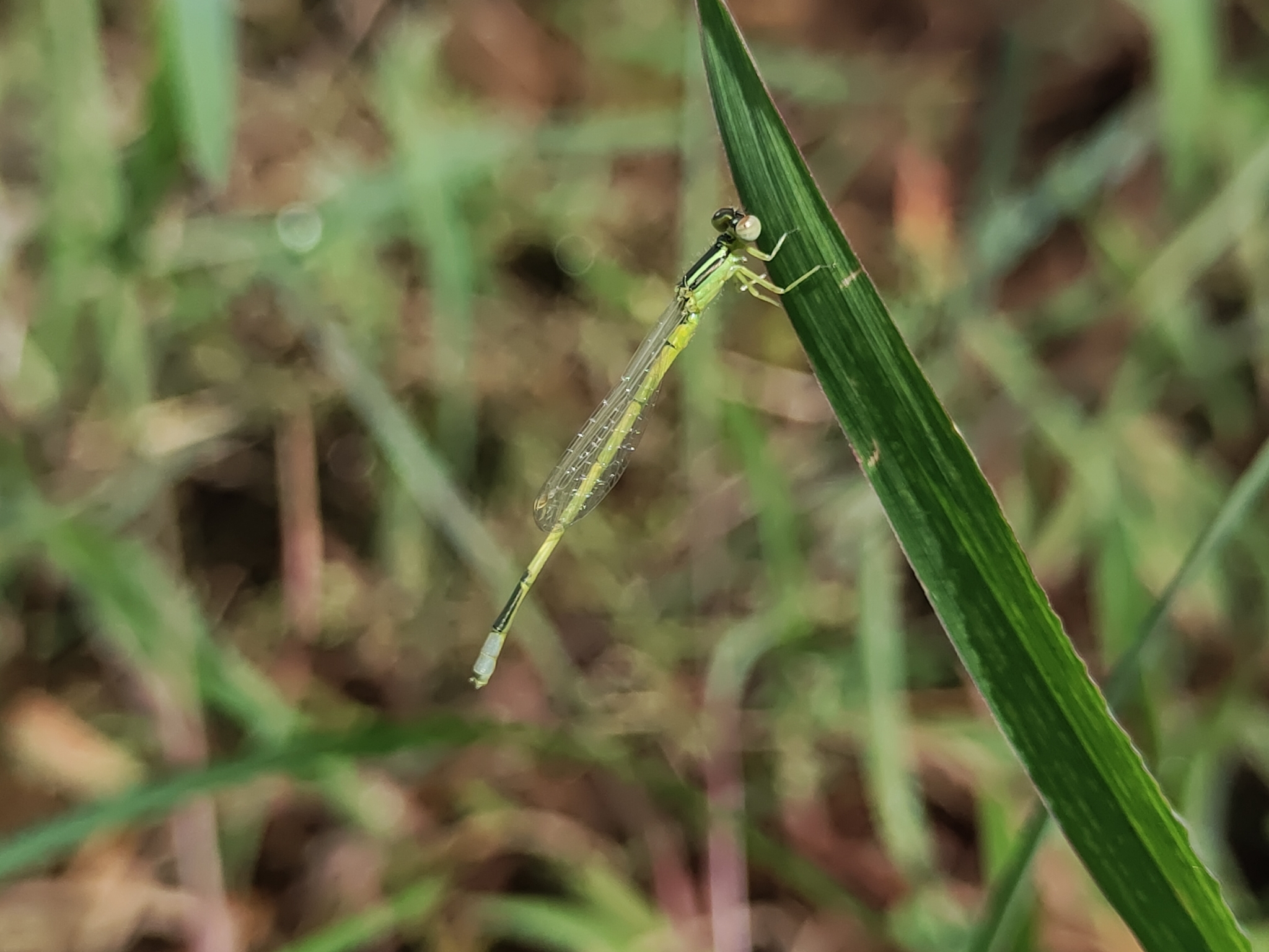 Golden Bluetail