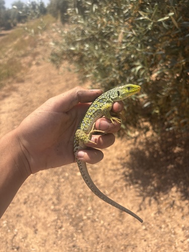 Avistamiento Lagarto ocelado (fardacho)