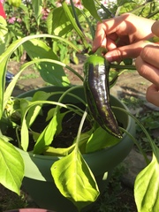 Capsicum annuum annuum