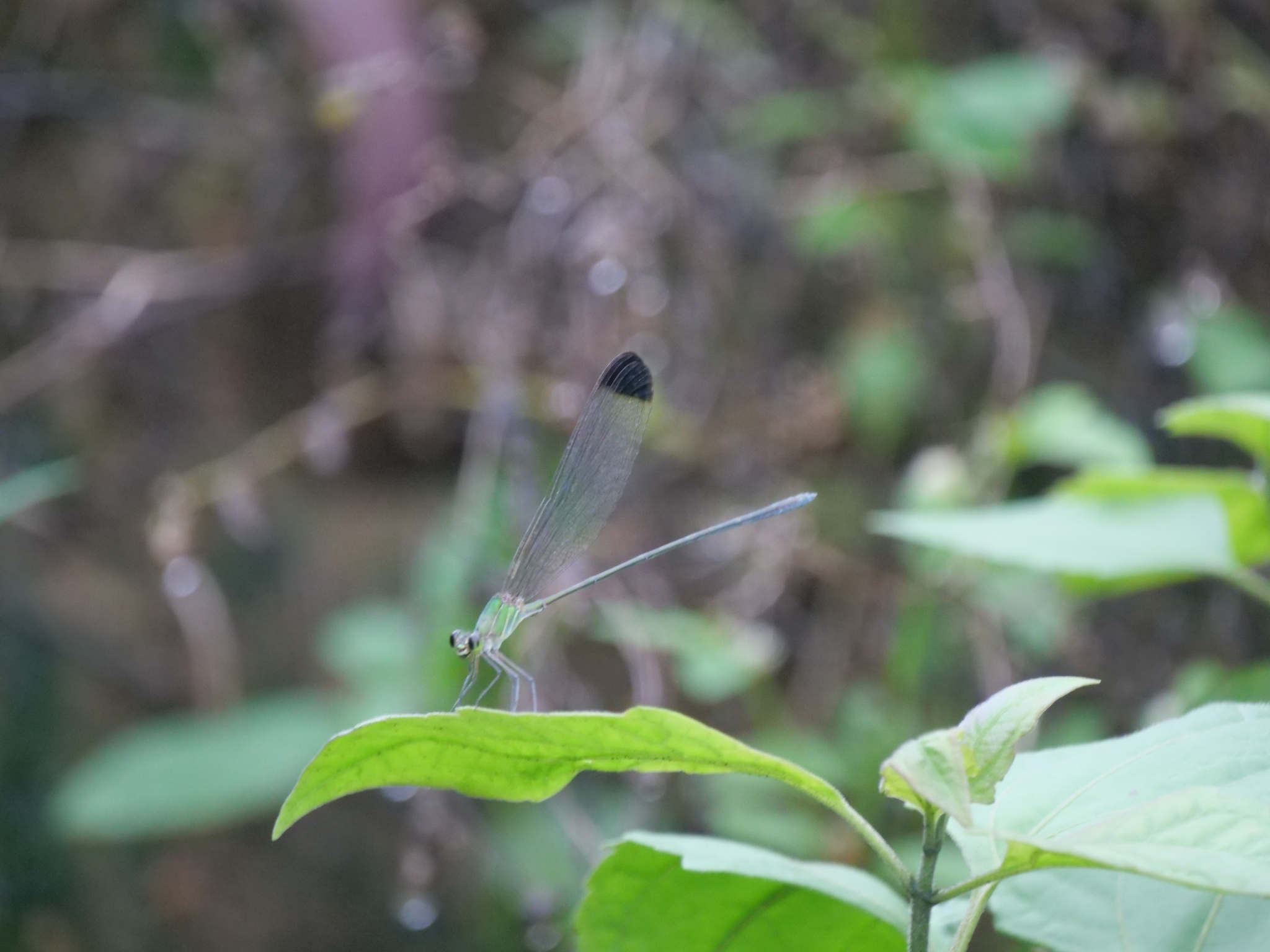 Black-Tip Flashwing