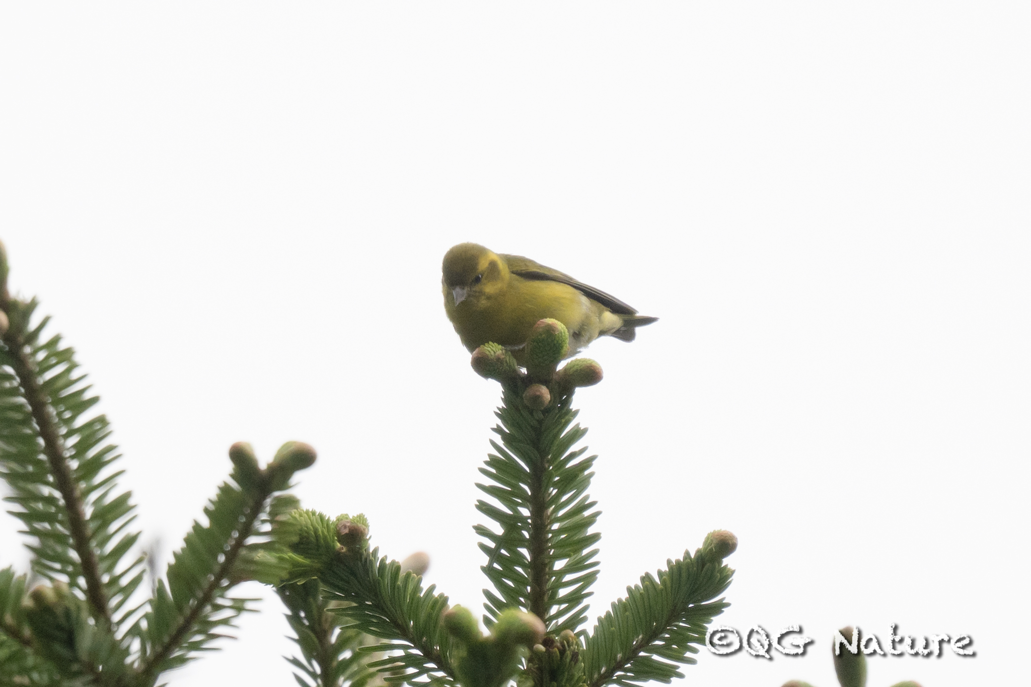 Tibetan Serin
