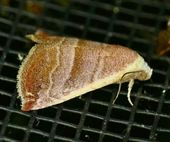 Eublemma cinnamomea