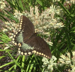 Papilio troilus image