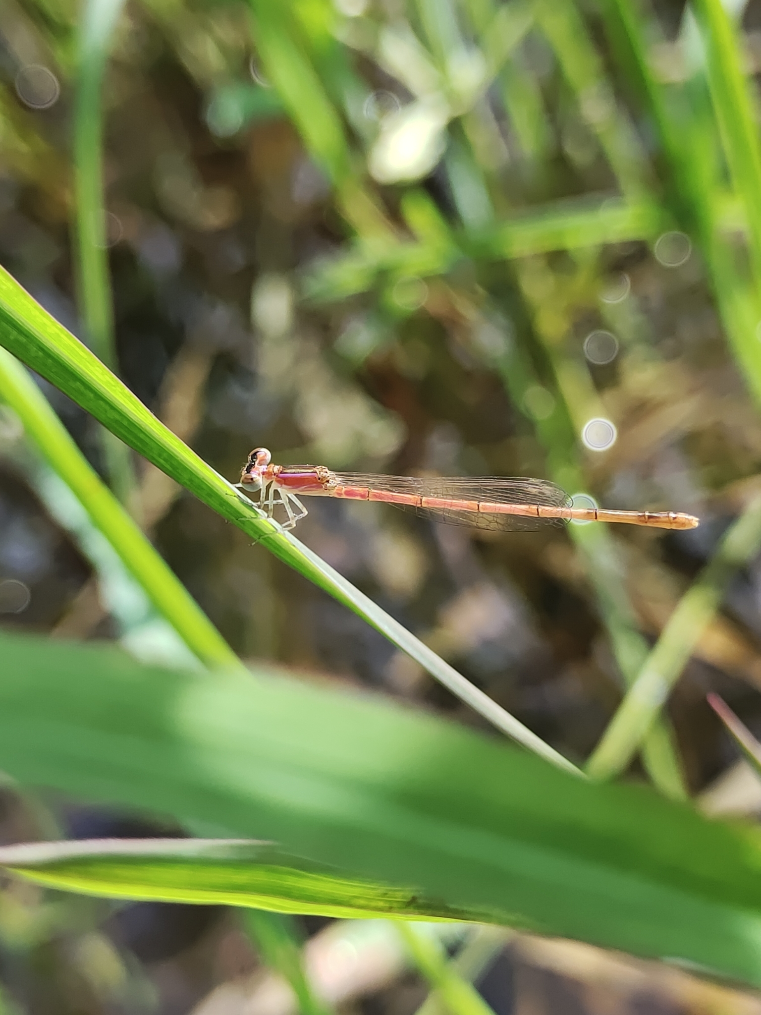 Pygmy Dartlet