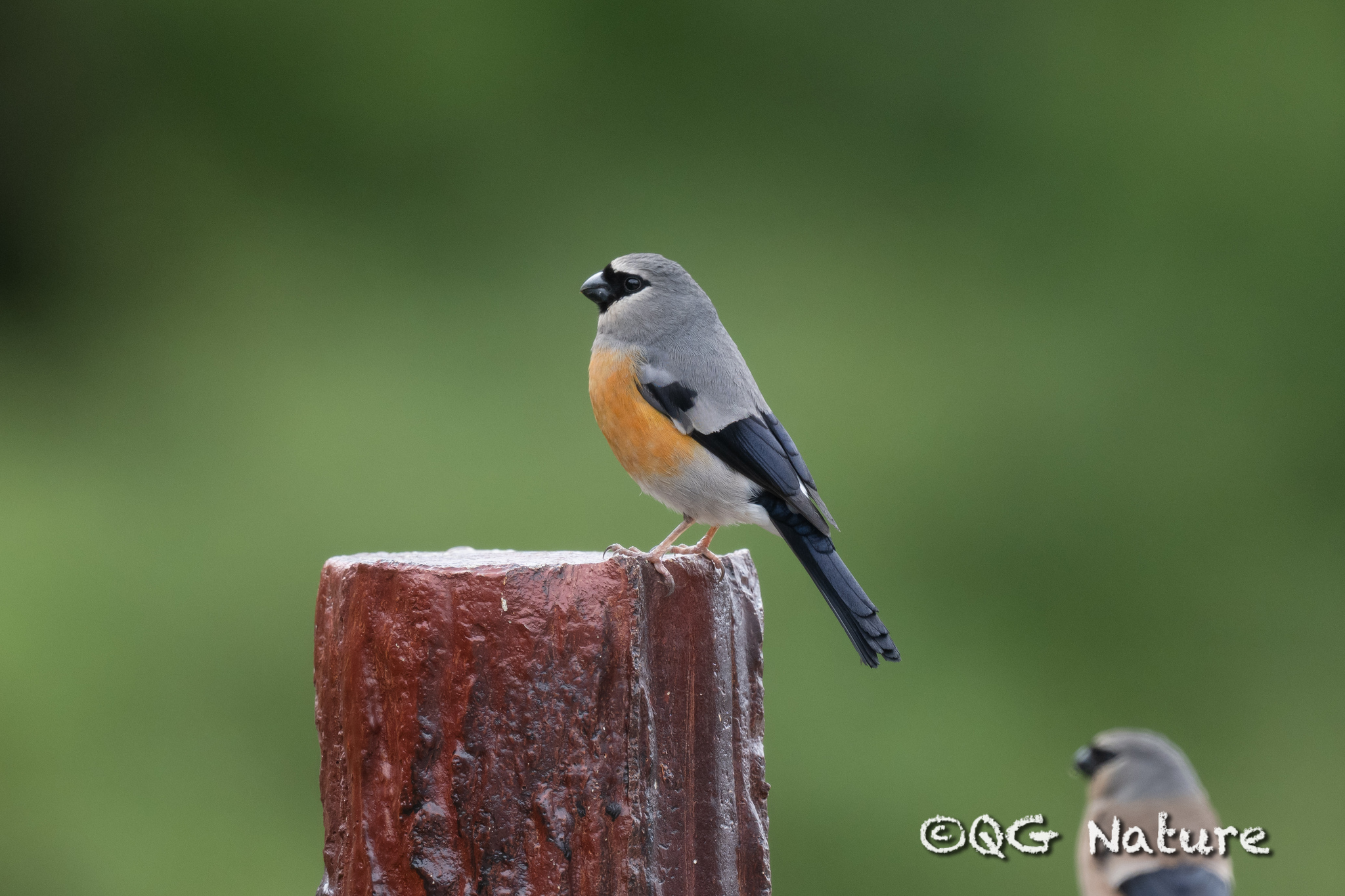 Grey-headed Bullfinch