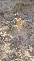 Lachenalia trichophylla