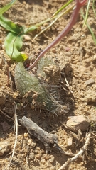 Lachenalia trichophylla