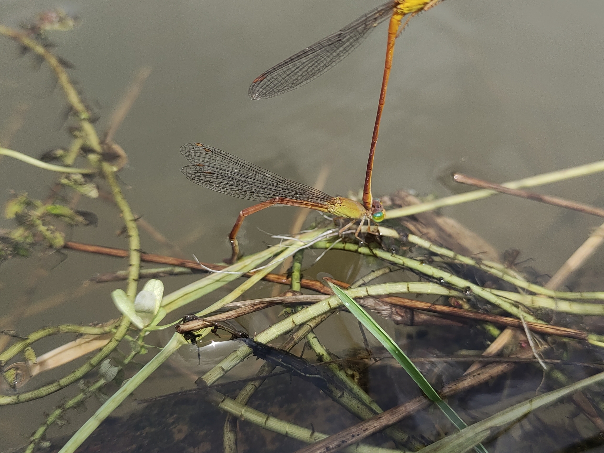 Orange Marsh Dart