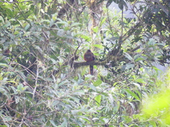 Trogon personatus