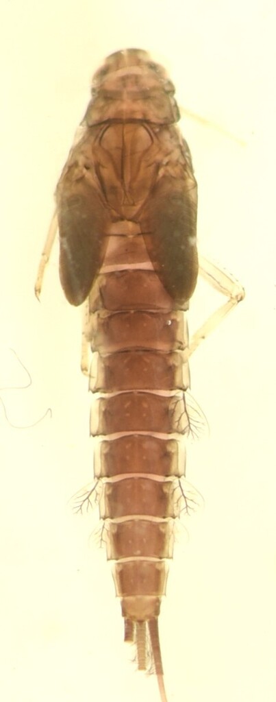 Pseudocloeon bellum