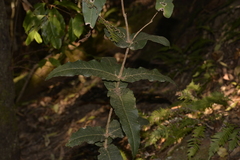 Notelaea venosa