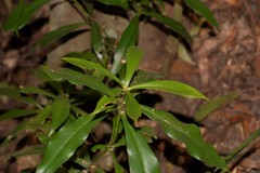 Tasmannia