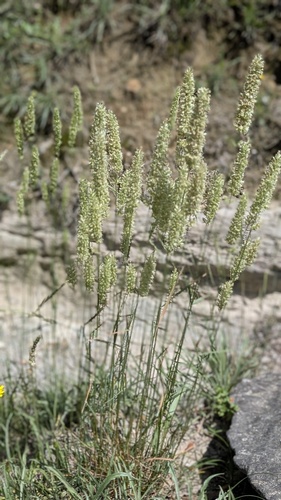 Koeleria vallesiana, photograph 3