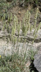 Koeleria vallesiana, photograph (c) Joan Simon, some rights reserved (CC BY)