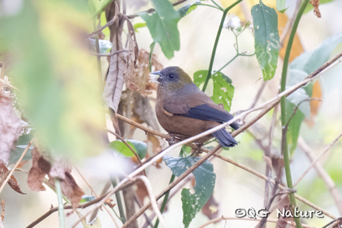 Golden-naped Finch (Pyrrhoplectes epauletta), photo 3