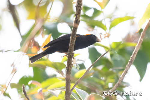 Golden-naped Finch (Pyrrhoplectes epauletta), photo 3
